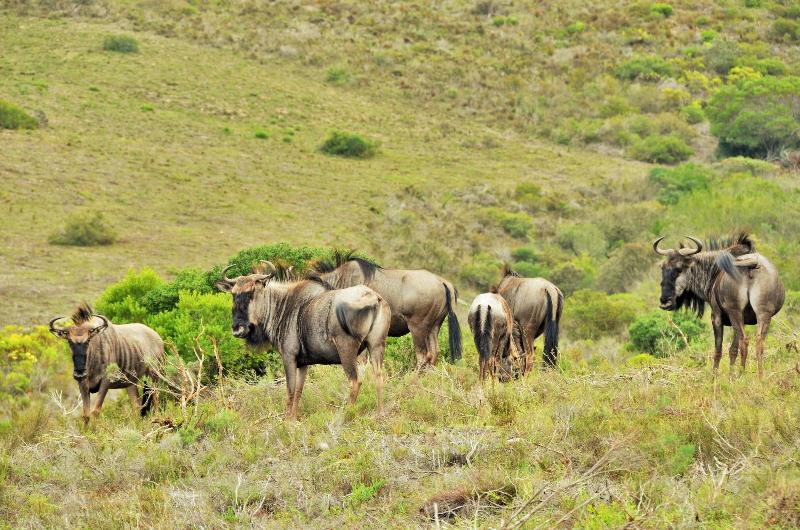 GARDEN ROUTE SAFARI CAMP image