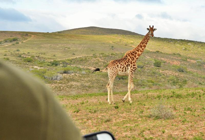 GARDEN ROUTE SAFARI CAMP image