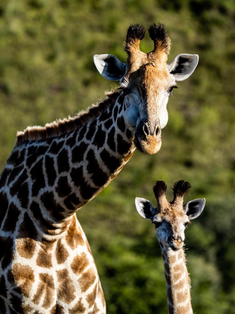 GARDEN ROUTE SAFARI CAMP image