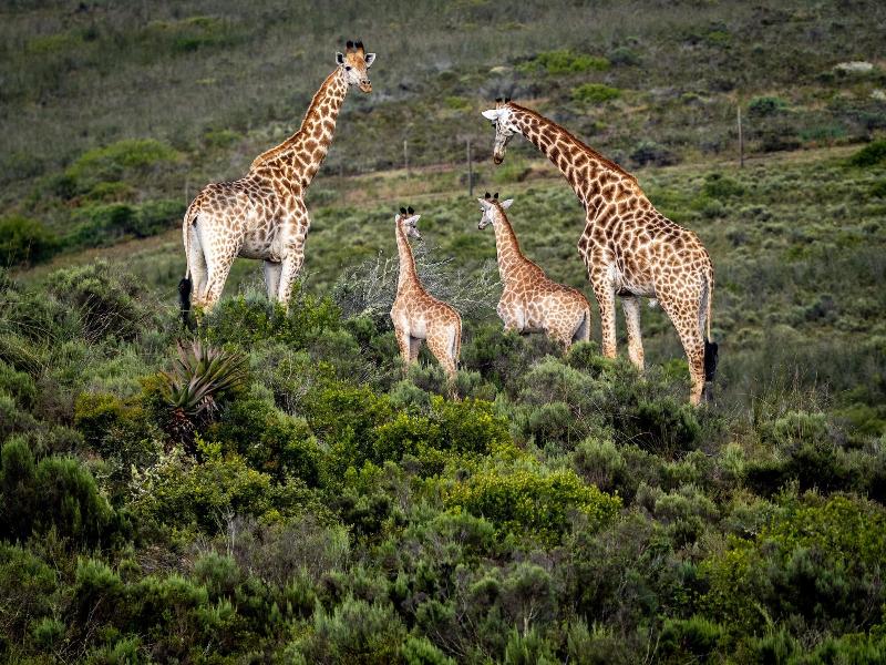 GARDEN ROUTE SAFARI CAMP image