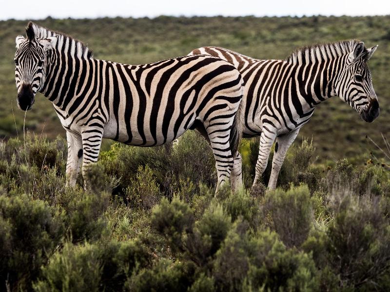 GARDEN ROUTE SAFARI CAMP image