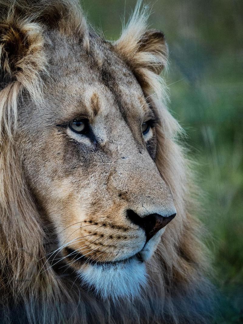 GARDEN ROUTE SAFARI CAMP image