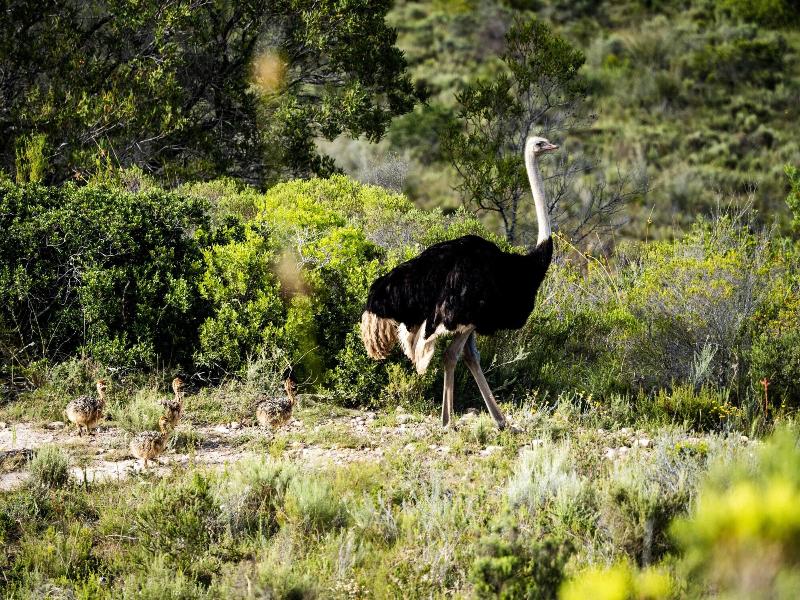 GARDEN ROUTE SAFARI CAMP image