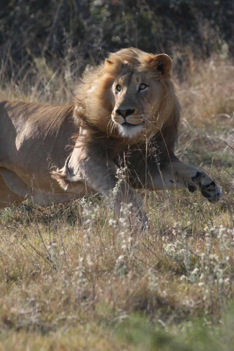 GARDEN ROUTE SAFARI CAMP image