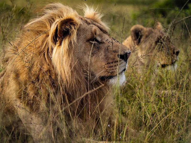 GARDEN ROUTE SAFARI CAMP image