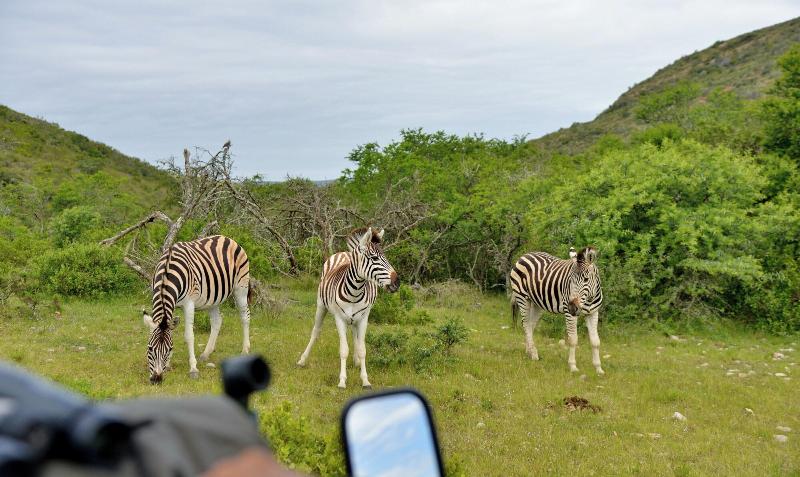 GARDEN ROUTE SAFARI CAMP image