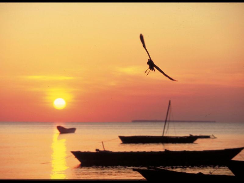 Nungwi Dreams by Mantis image
