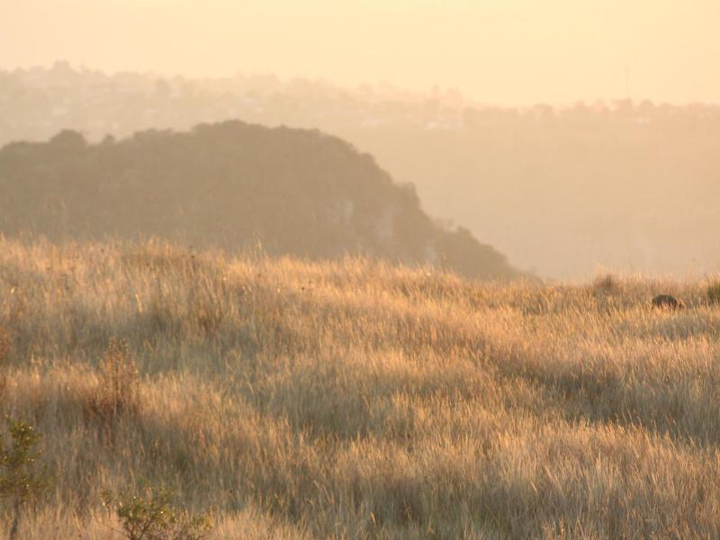 Ammazulu African Palace image