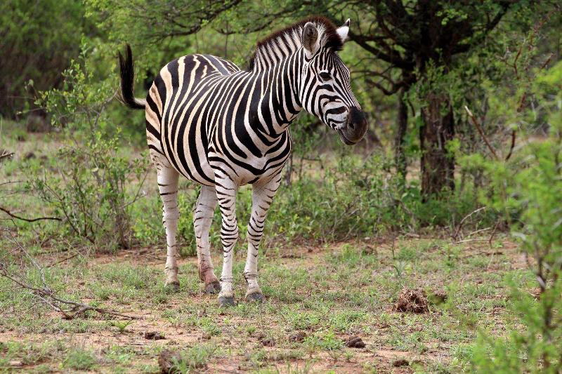 Umlani Bushcamp image