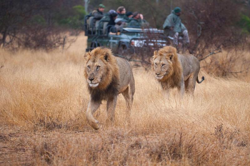 Umlani Bushcamp image