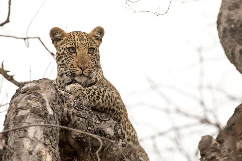 Karongwe River Safari Lodge image