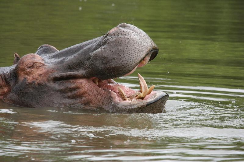 Karongwe River Safari Lodge image