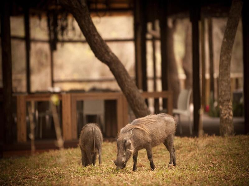 Moditlo River Lodge image