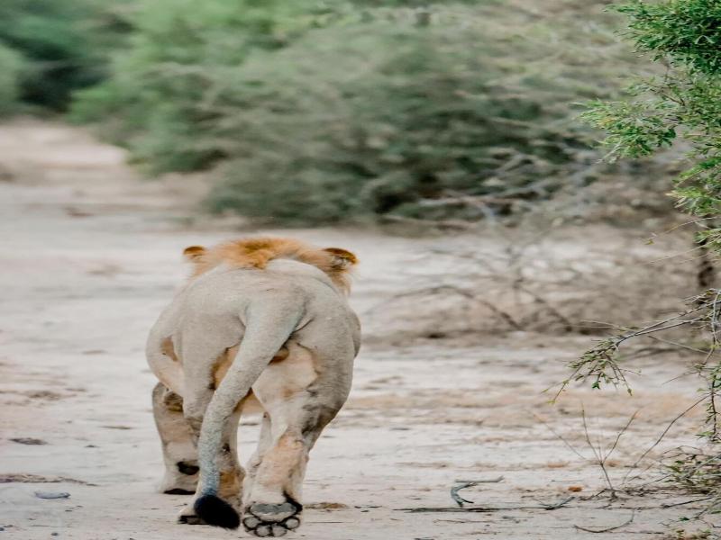 Moditlo River Lodge image
