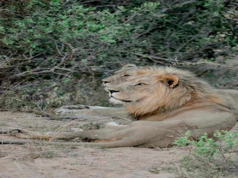 Moditlo River Lodge image