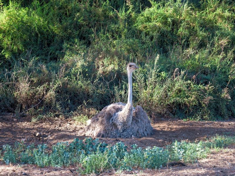 Bakenskraal Ostrich Palace
