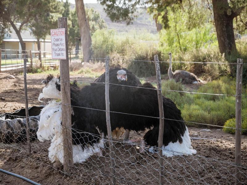 Bakenskraal Ostrich Palace