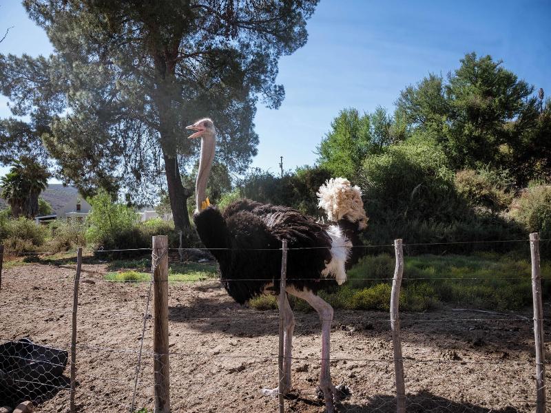 Bakenskraal Ostrich Palace