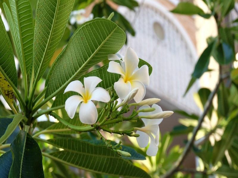 Phuket Racha @ Kata Bed & Breakfast image