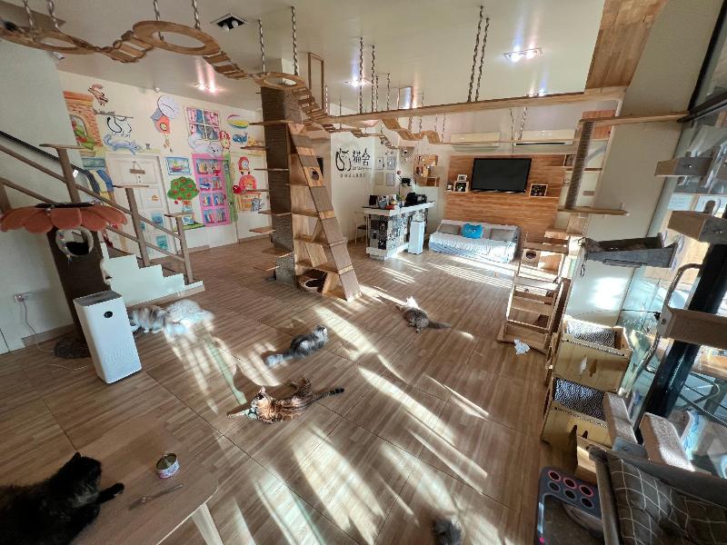 Cat Story Hotel image