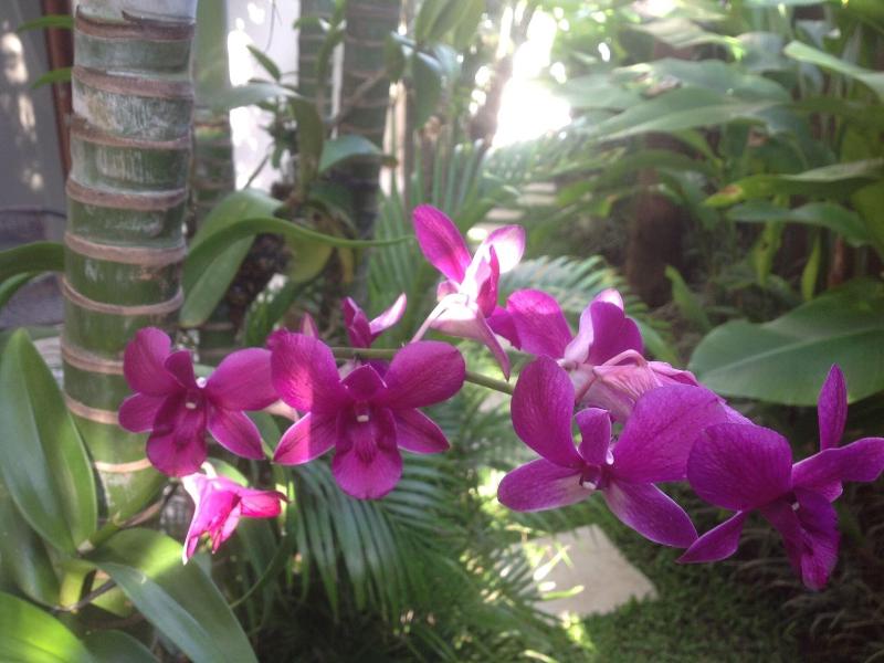 M Suite Bali image