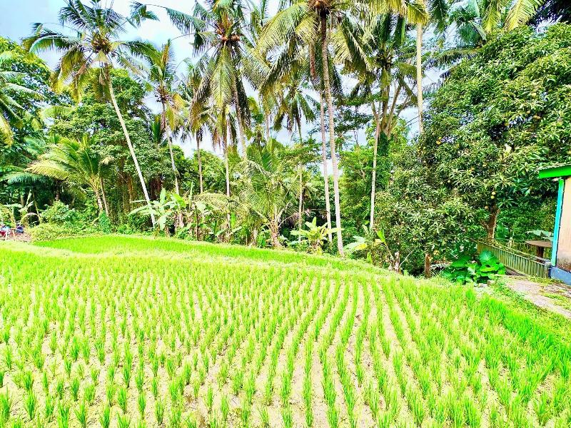 Dupa Ubud Villa image