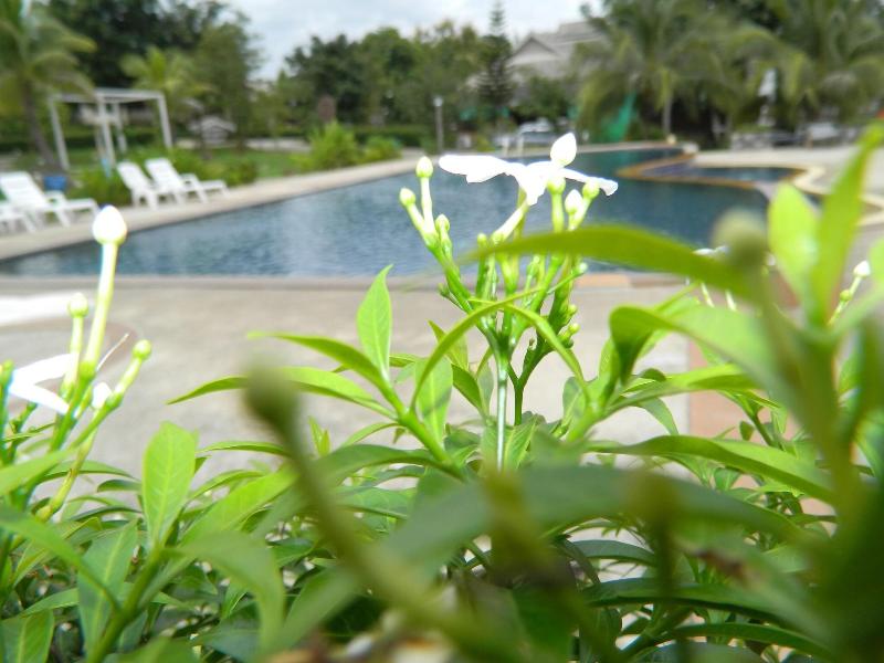 Pai Iyara Resort image