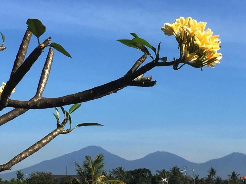 Bulan Bali Homestay image