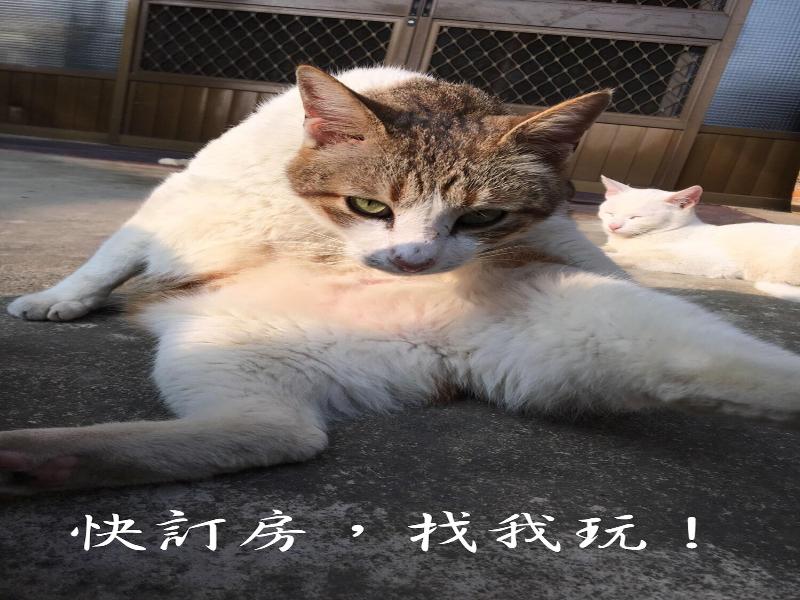 TSUBI SEEKING ALISHAN SUNRISE image