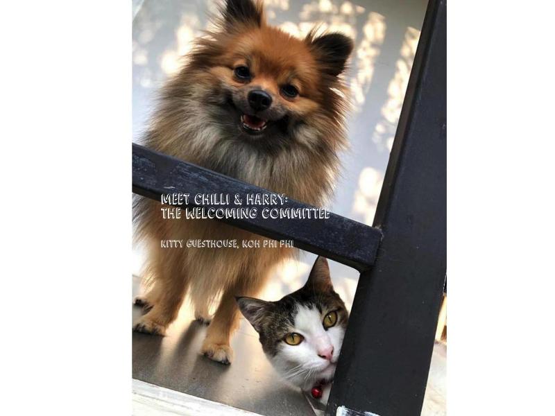 Kitty Guesthouse image