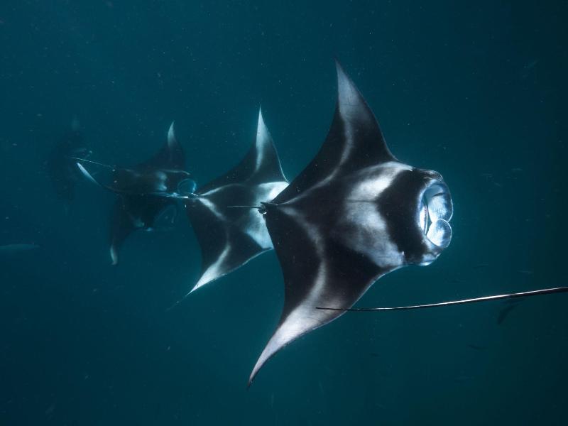 The Nautilus Maldives image