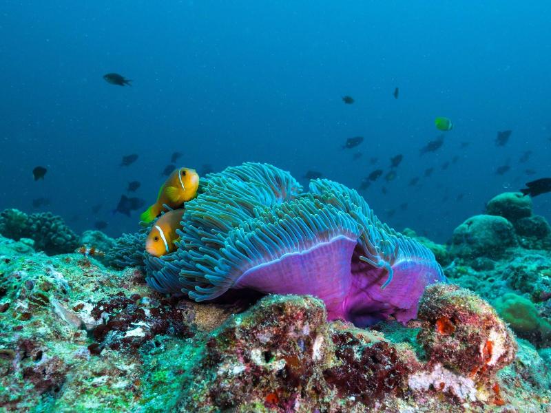 The Nautilus Maldives image