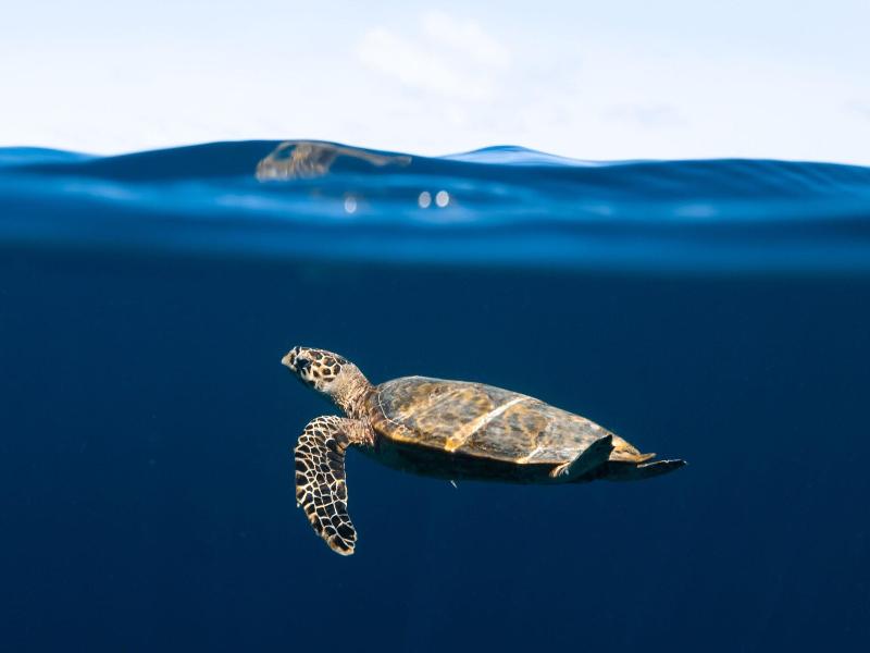 The Nautilus Maldives image