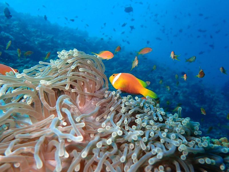 The Nautilus Maldives