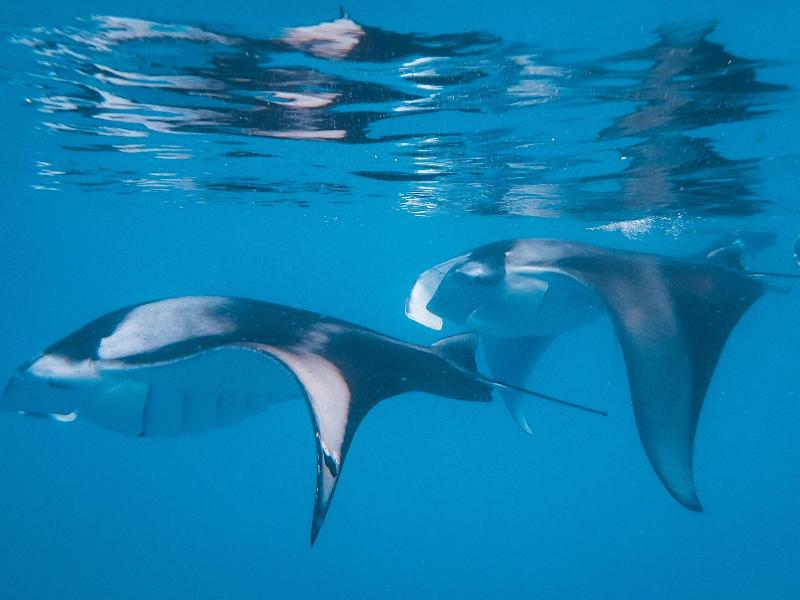 The Nautilus Maldives image