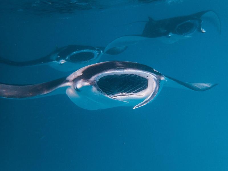 The Nautilus Maldives image