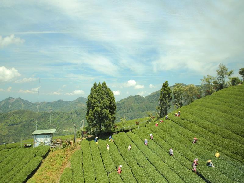 Alishan B&B YunMinGi image