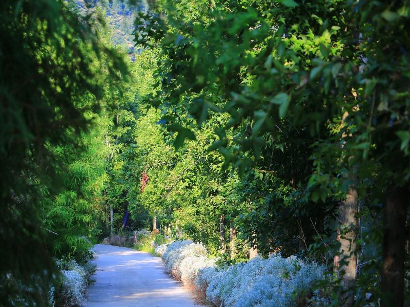 Tai-Yi Red Maple Resort image