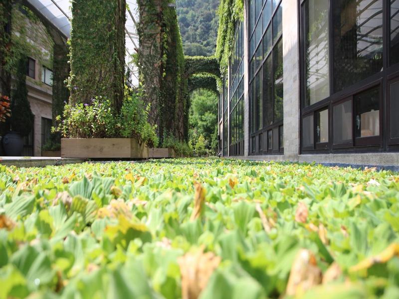 Tai-Yi Red Maple Resort image