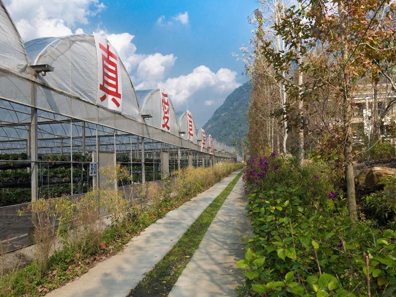 Tai-Yi Red Maple Resort image