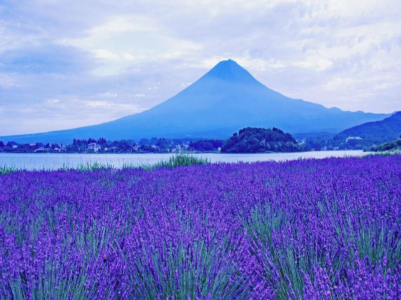 Resort Inn Fuyo Kawaguchiko Inter image