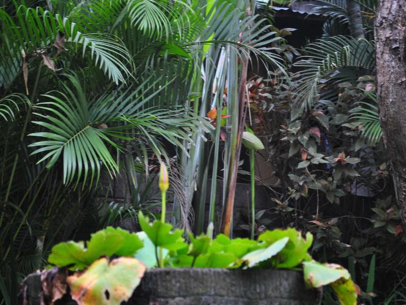 Trijaya Guest House Pemuteran image