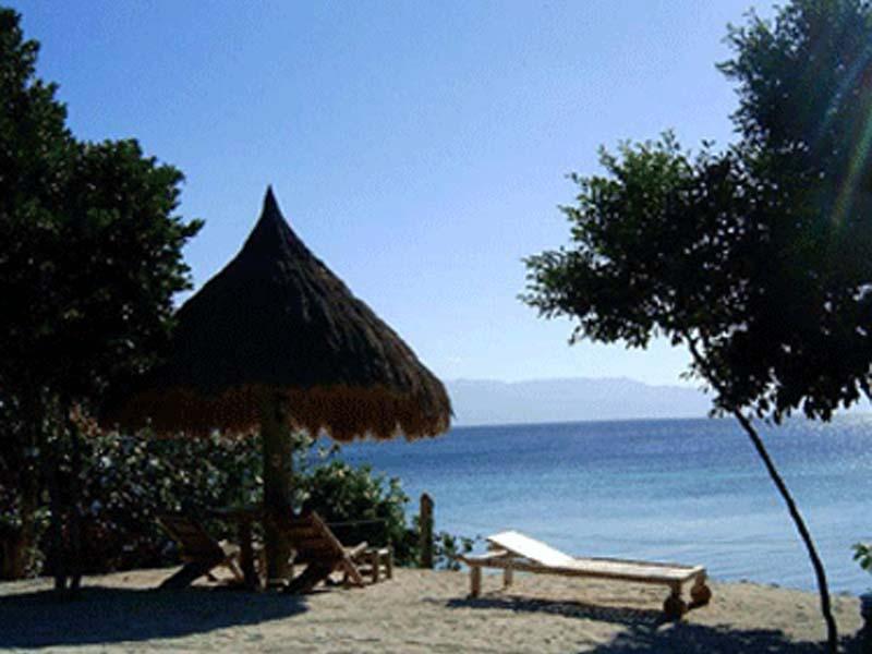 Sea Turtle House image