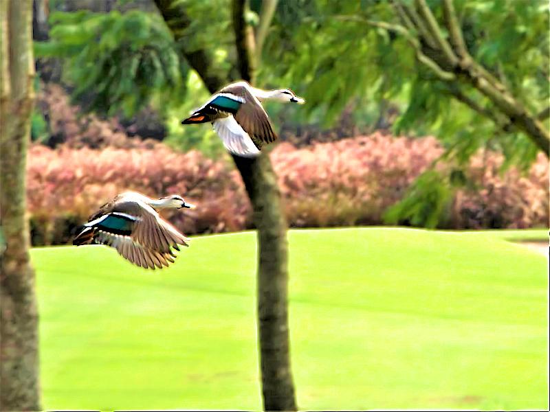 Oxford Golf Resort image