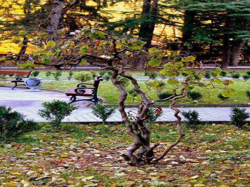Borjomi Palace Spa Hotel Resort image