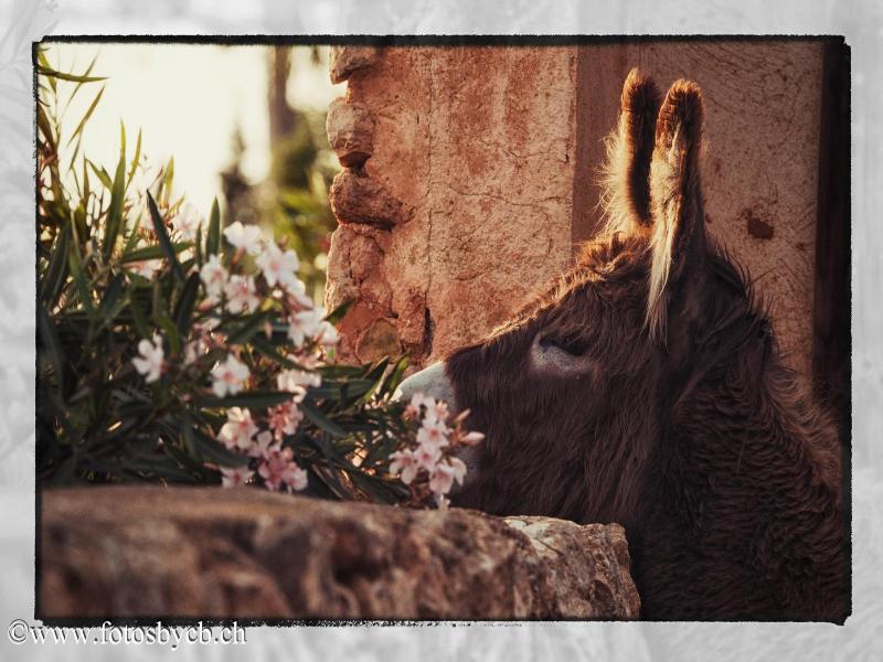 Finca Can Paulino image
