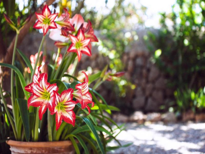 Finca Can Paulino image