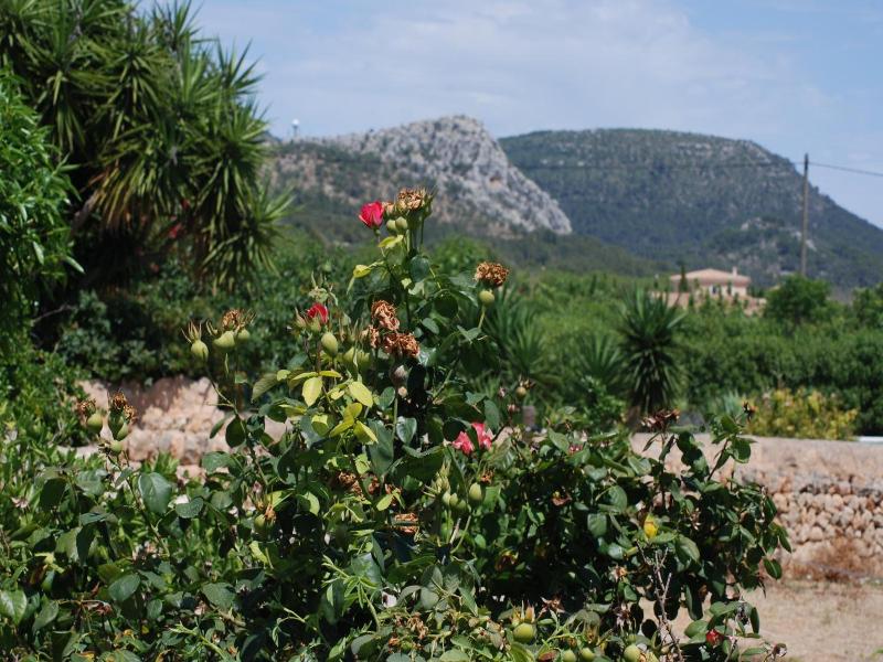 Finca Can Paulino image