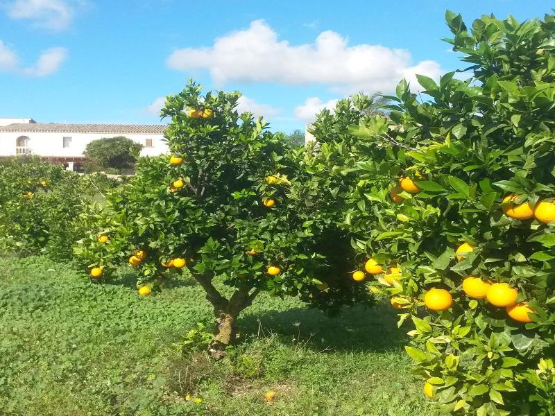 Finca Can Paulino image