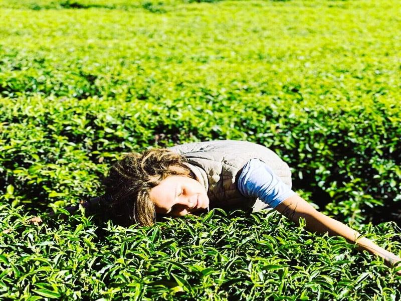 The Tea Garden